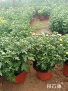 高度30厘米国庆菊