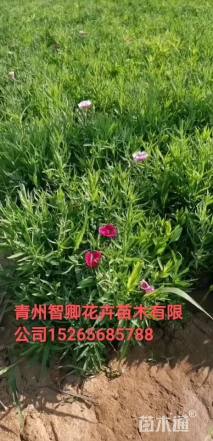 高度10厘米五彩石竹