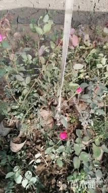 高度50厘米月季