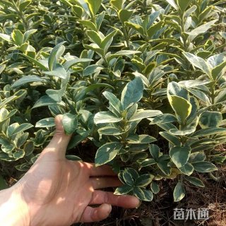 高度30厘米金边黄杨小苗