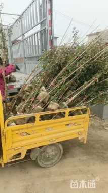 150厘米藤本月季