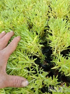 高度10厘米佛甲草