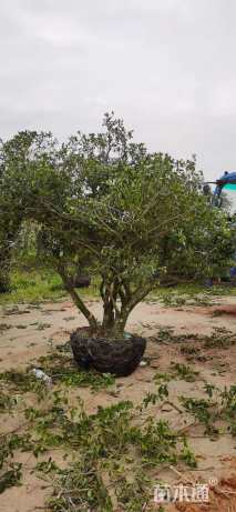 高度200厘米栀子花