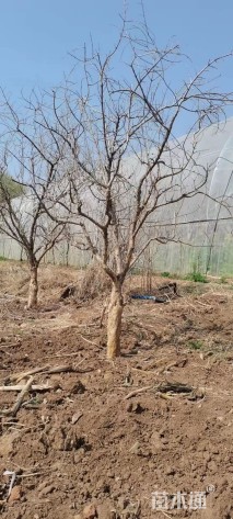 高度250厘米石榴