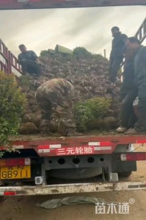 冠幅50厘米瓜子黄杨球