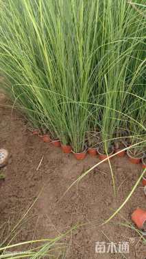高度50厘米细叶芒