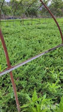 原生苗日本花柏