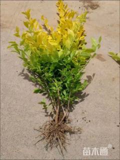 高度50厘米金叶女贞小苗