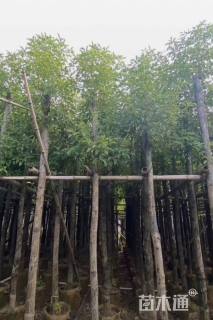 8公分人面子