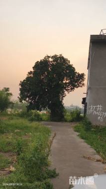 9公分广玉兰