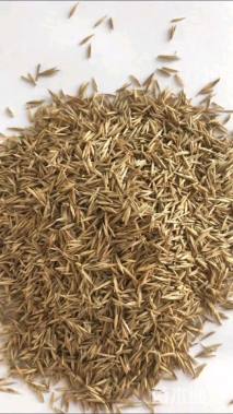 紫羊茅种子