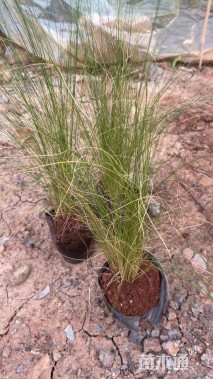 高度20厘米细茎针茅