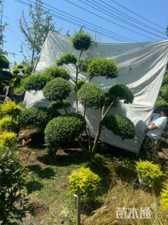 10公分造型女贞