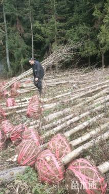 10公分鹅掌楸