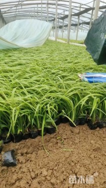 高度20厘米吉祥草