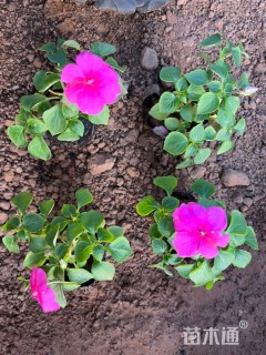 高度15厘米非洲凤仙