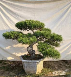 20公分造型黑松