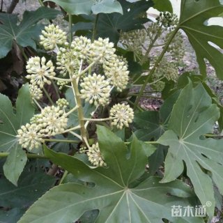 高度30厘米八角金盘小苗