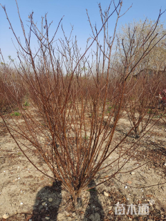 高度120厘米丛生榆叶梅