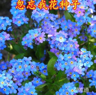 高度50厘米红帽月季