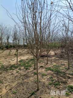 高度250厘米木槿