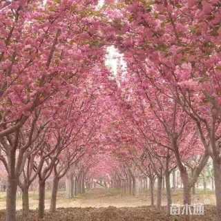 20公分紫叶李