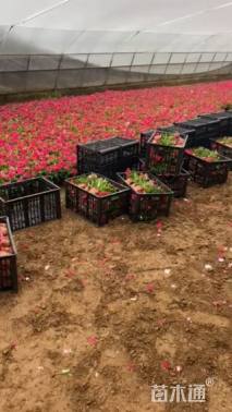 高度18厘米长春花