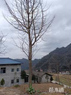 15公分银杏