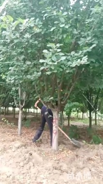 3公分海棠