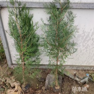 高度60厘米侧柏小苗