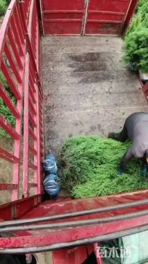 高度150厘米塔柏