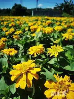 高度20厘米百日草