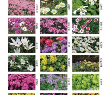 高度30厘米吊钟柳