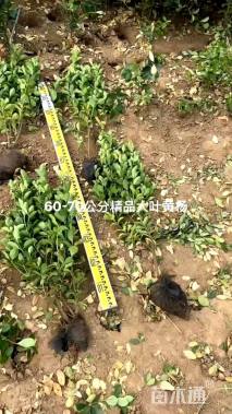 高度60厘米大叶黄杨
