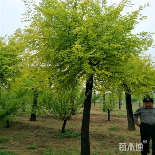 12公分金叶榆