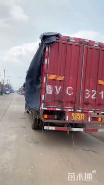 高度20厘米柳叶马鞭草