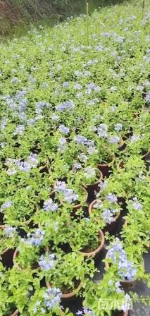 高度25厘米蓝雪花