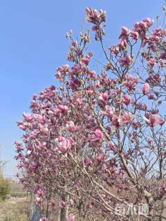 高度430厘米兰花