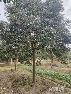 10公分大叶女贞