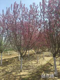 12公分绚丽海棠