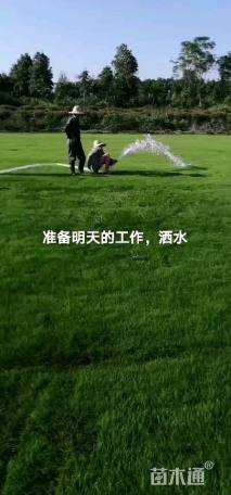 草卷状草皮