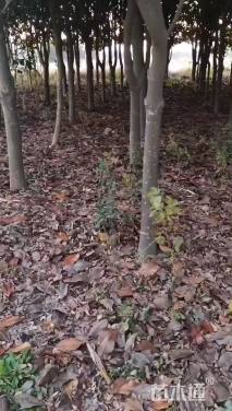 8公分鸡爪槭