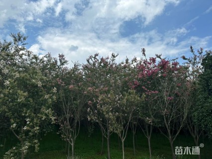 8公分紫薇