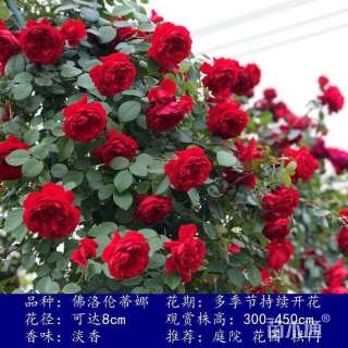 150厘米藤本月季