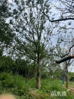 25公分榔榆