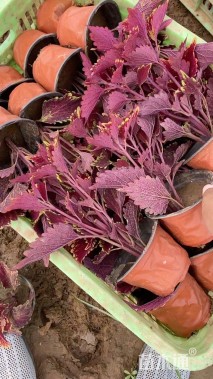 高度25厘米彩叶草