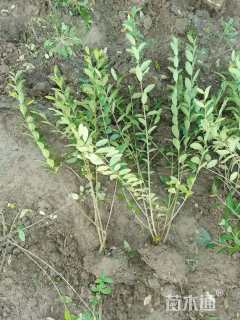 高度80厘米水蜡