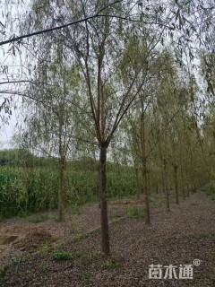 15公分垂柳
