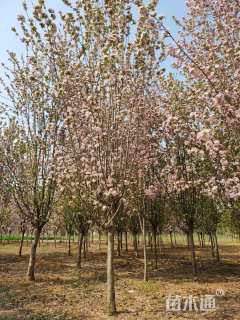 10公分西府海棠