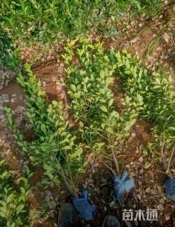 高度60厘米大叶黄杨